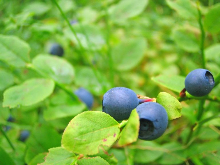 Blog